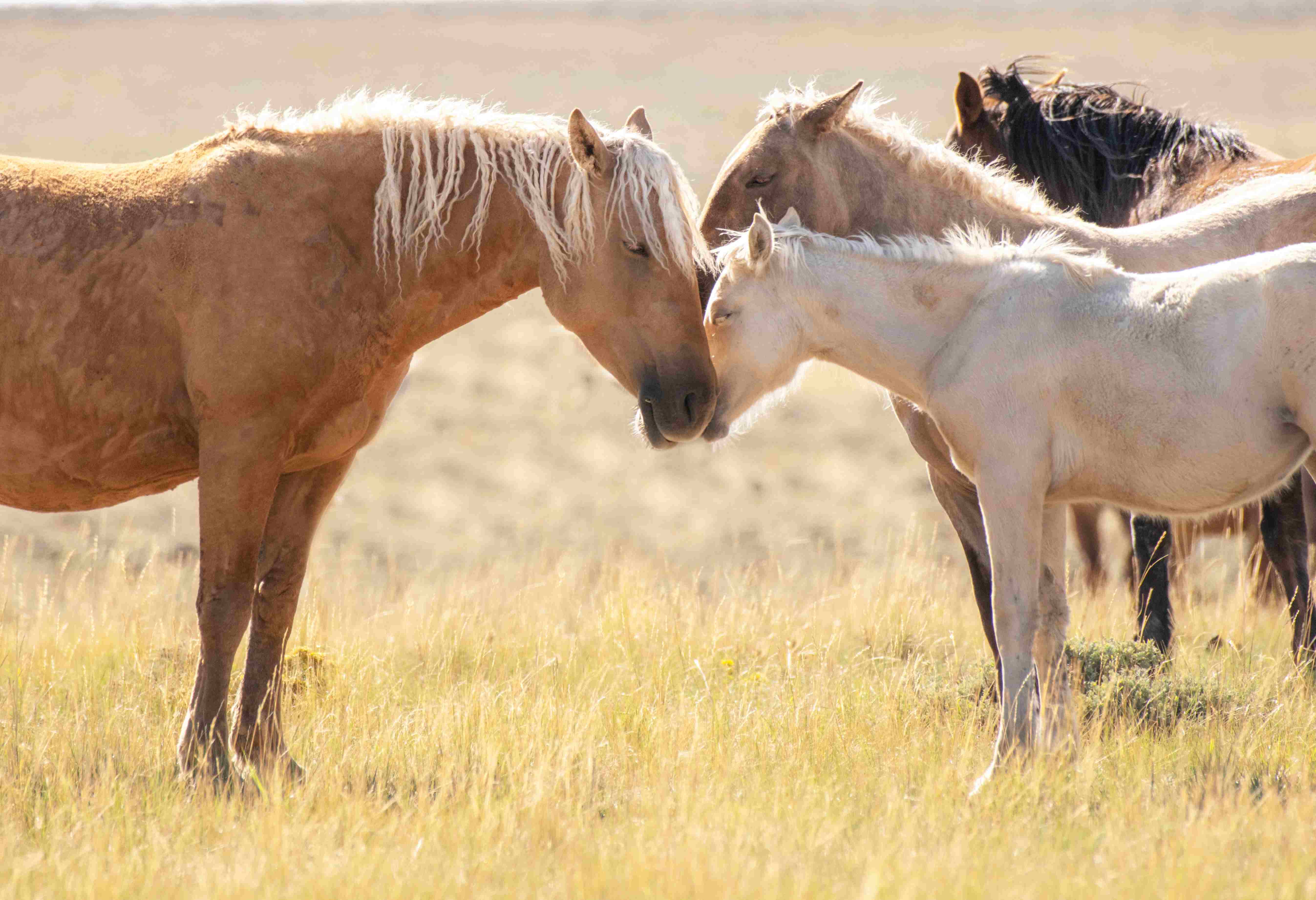 Wild Horse Coalition Files New Lawsuit to Stop BLM’s Unlawful Eradication of Iconic Wyoming Herds