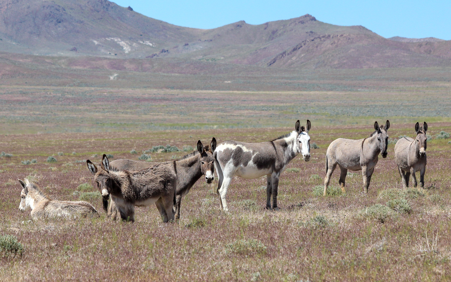 Leading Wild Horse and Burro Organization Applauds the Reintroduction of the Ejiao Act to End Donkey Skin Trade
