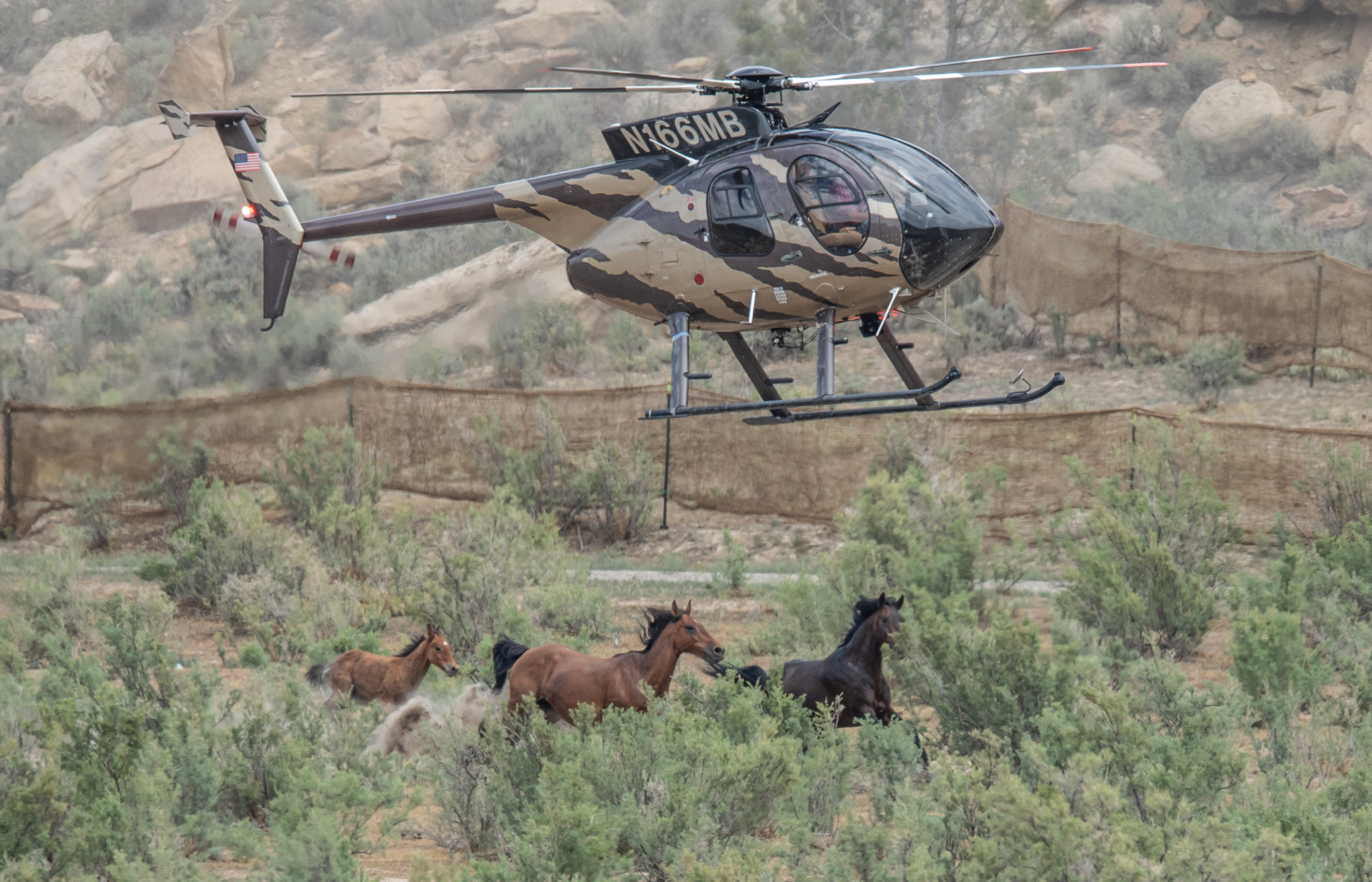 American Wild Horse Conservation Responds to Steve Pearce Nomination for BLM Director