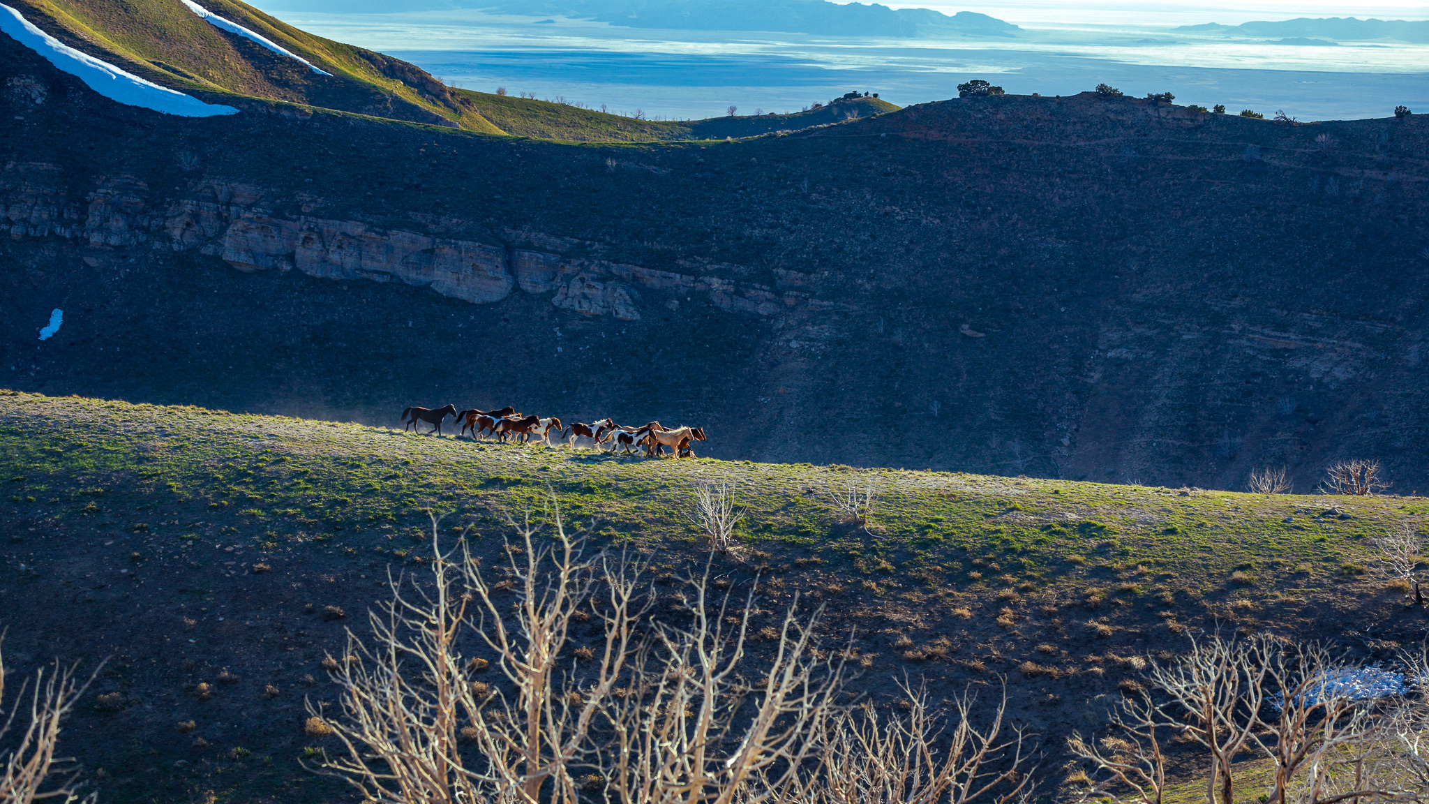 Urge the Senate to Protect Wild Horses
