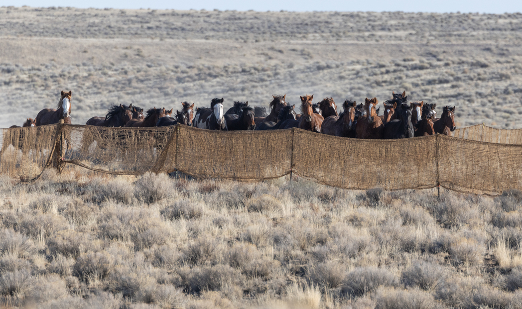 Roundup Report: Owyhee Complex 2026