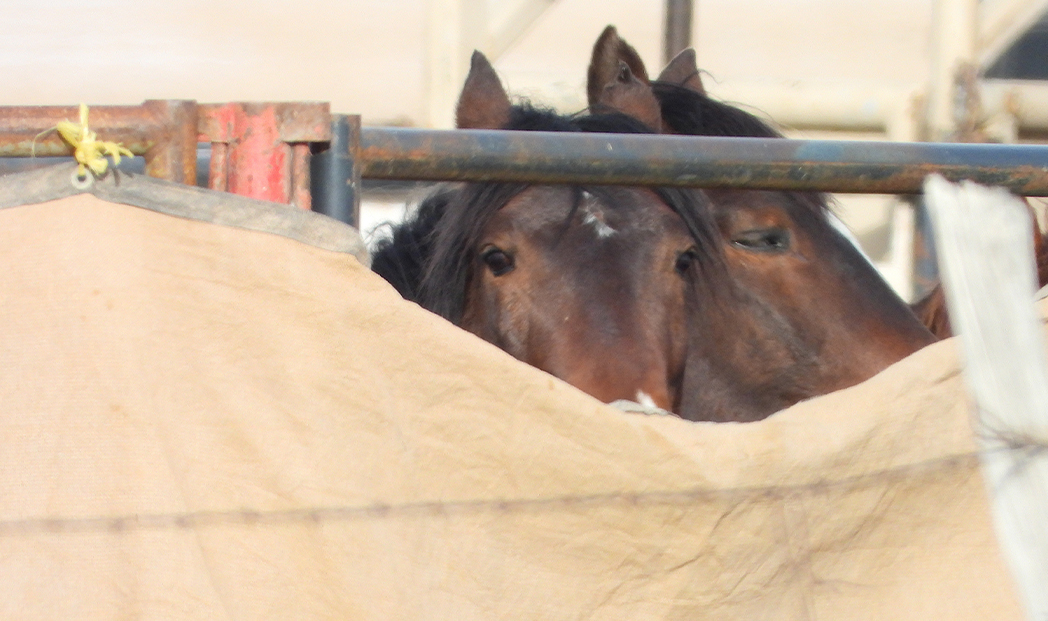 Roundup Report: Outside Antelope HMA Emergency Roundup