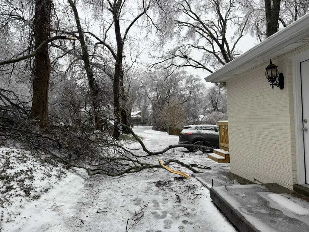 Fallen tree branch across the driveway