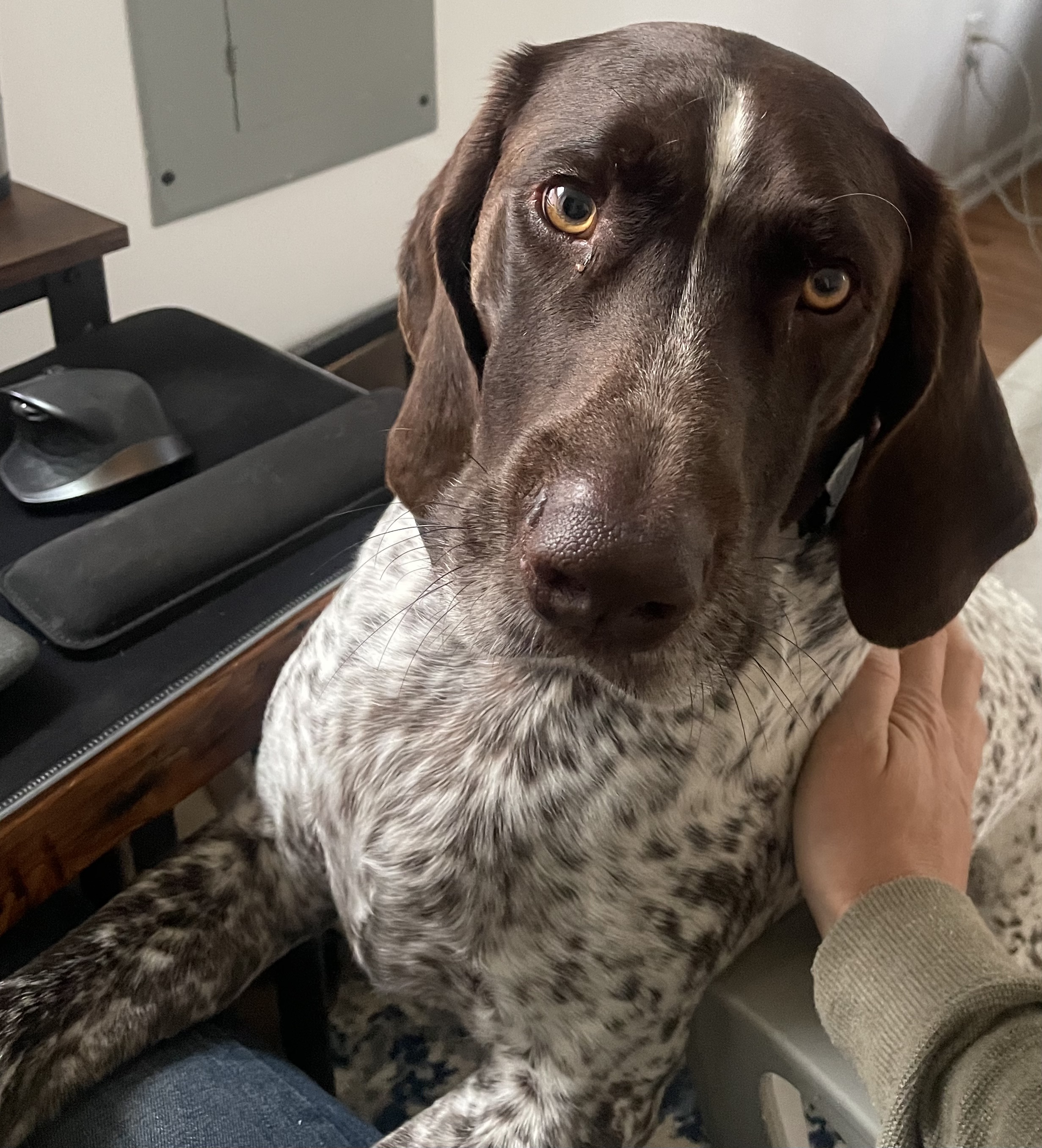 Klaus the dog