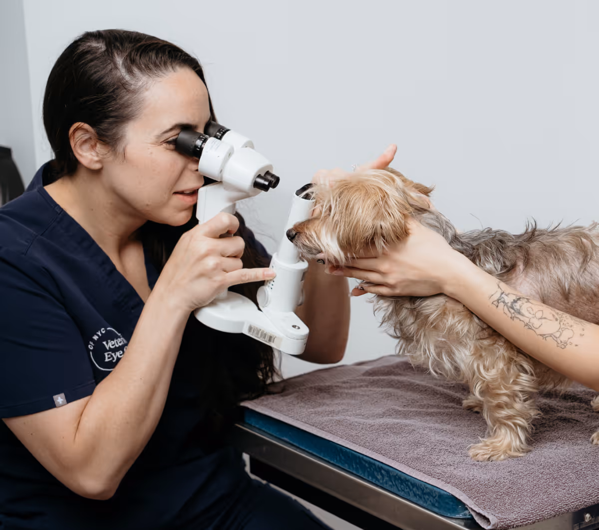 Minella New York City’s premier pet ophthalmology center