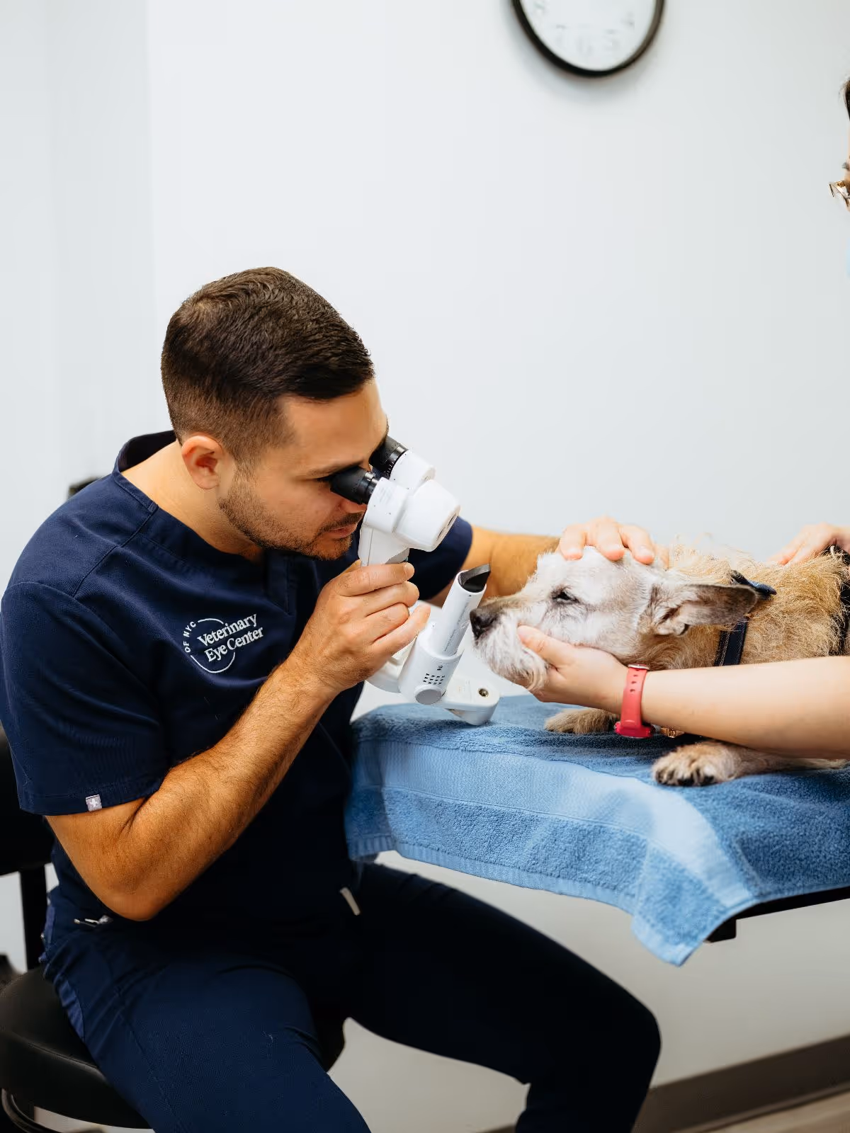 Veterinary Externship Program