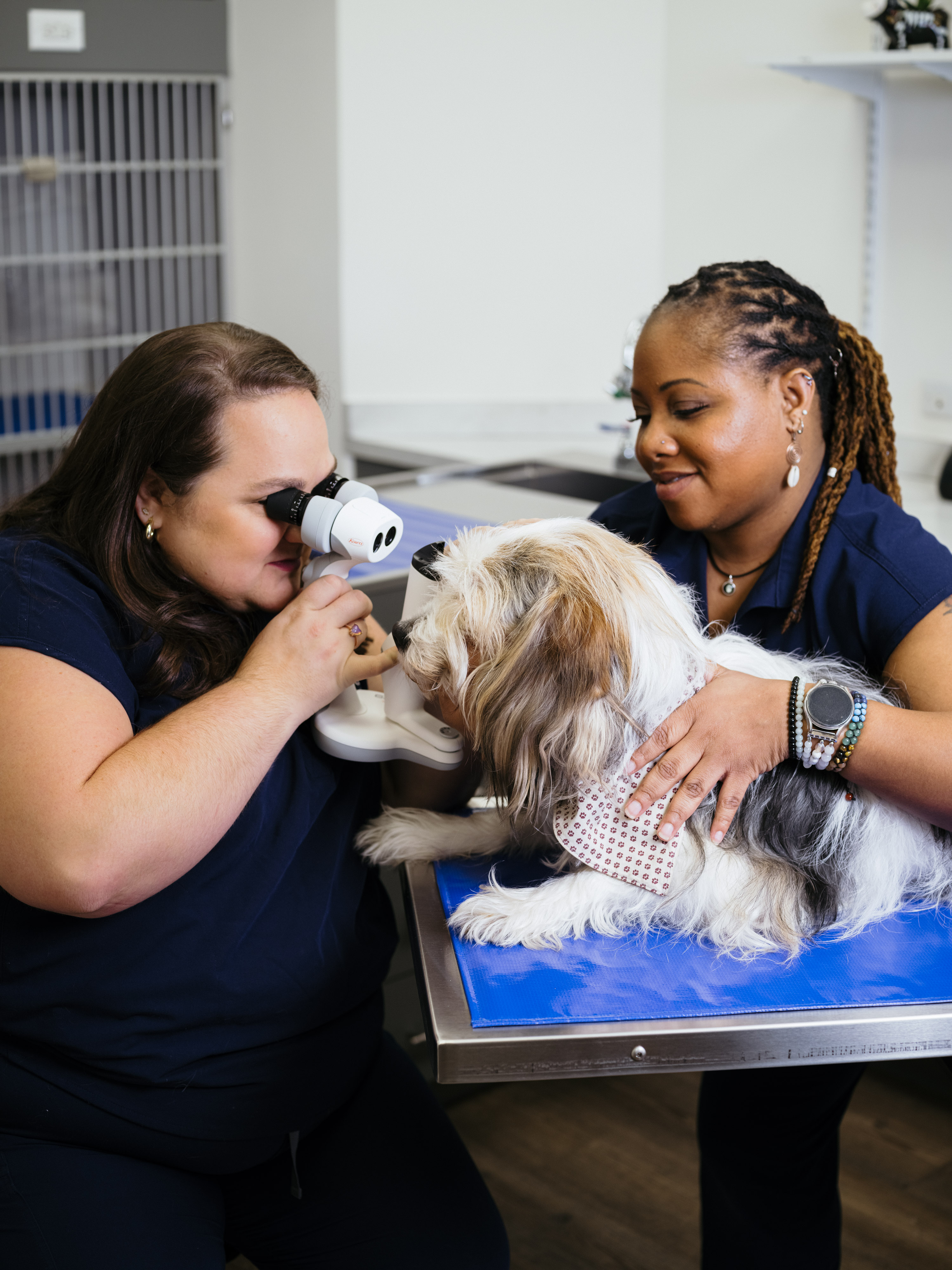 veterinary ophthalmologist examining dog
