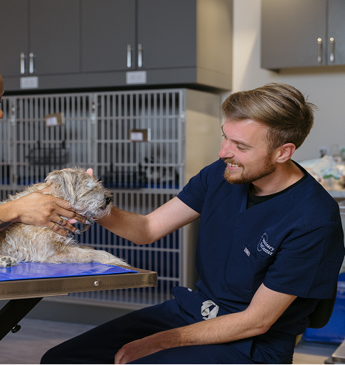 veterinary ophthalmologist examining dog