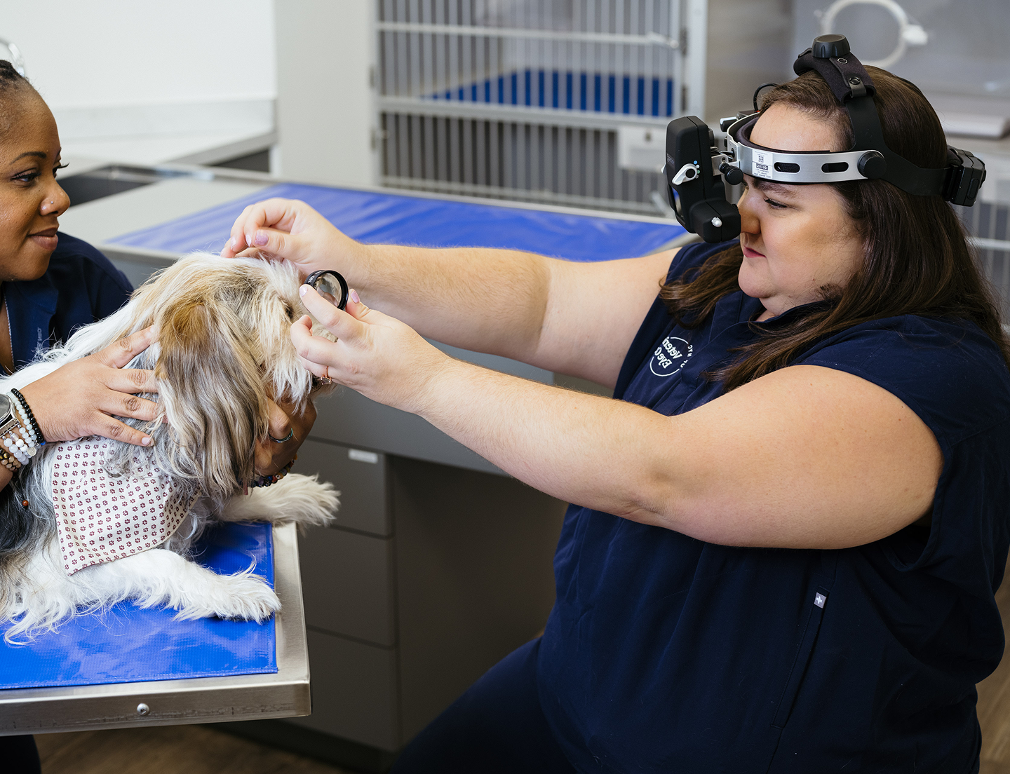 veterinary ophthalmologist examining dog