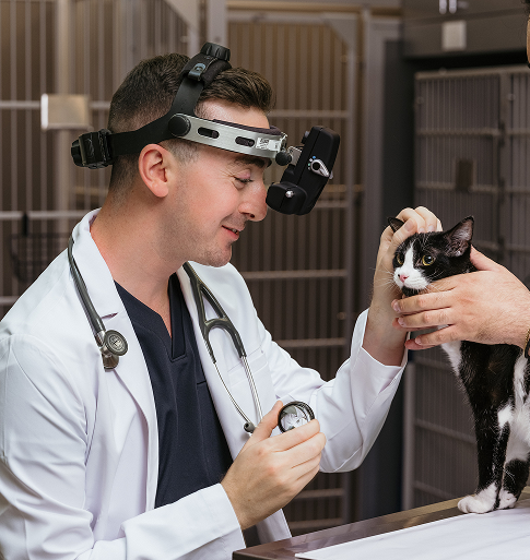 veterinary ophthalmologist examining cat