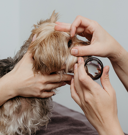 dog being examined by veterinary ophthalmologist
