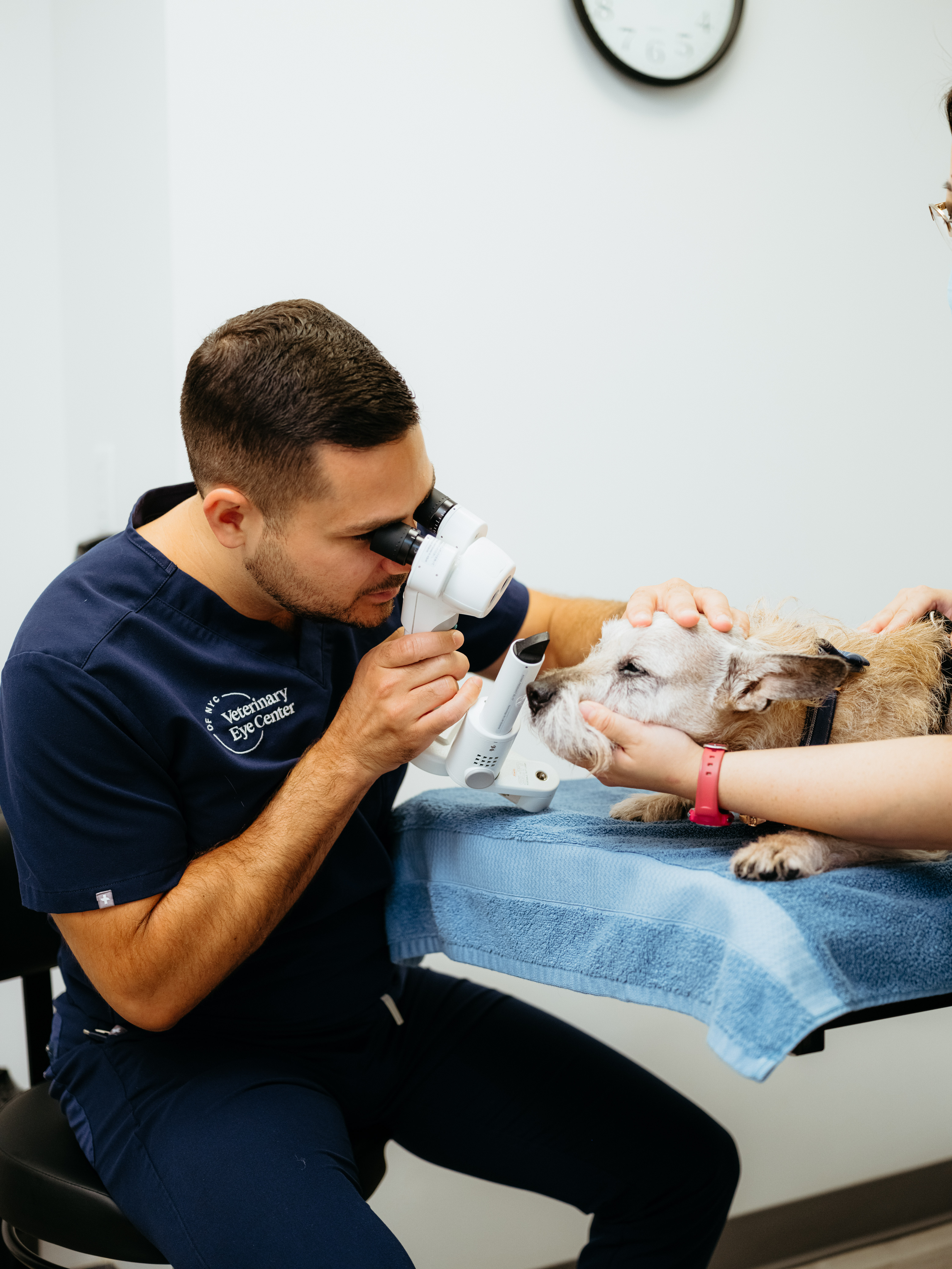 veterinary ophthalmologist examining dog