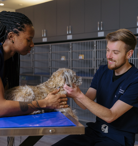 veterinary ophthalmologist examining dog