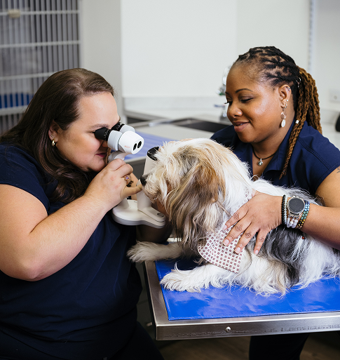 veterinary ophthalmologist examining dog