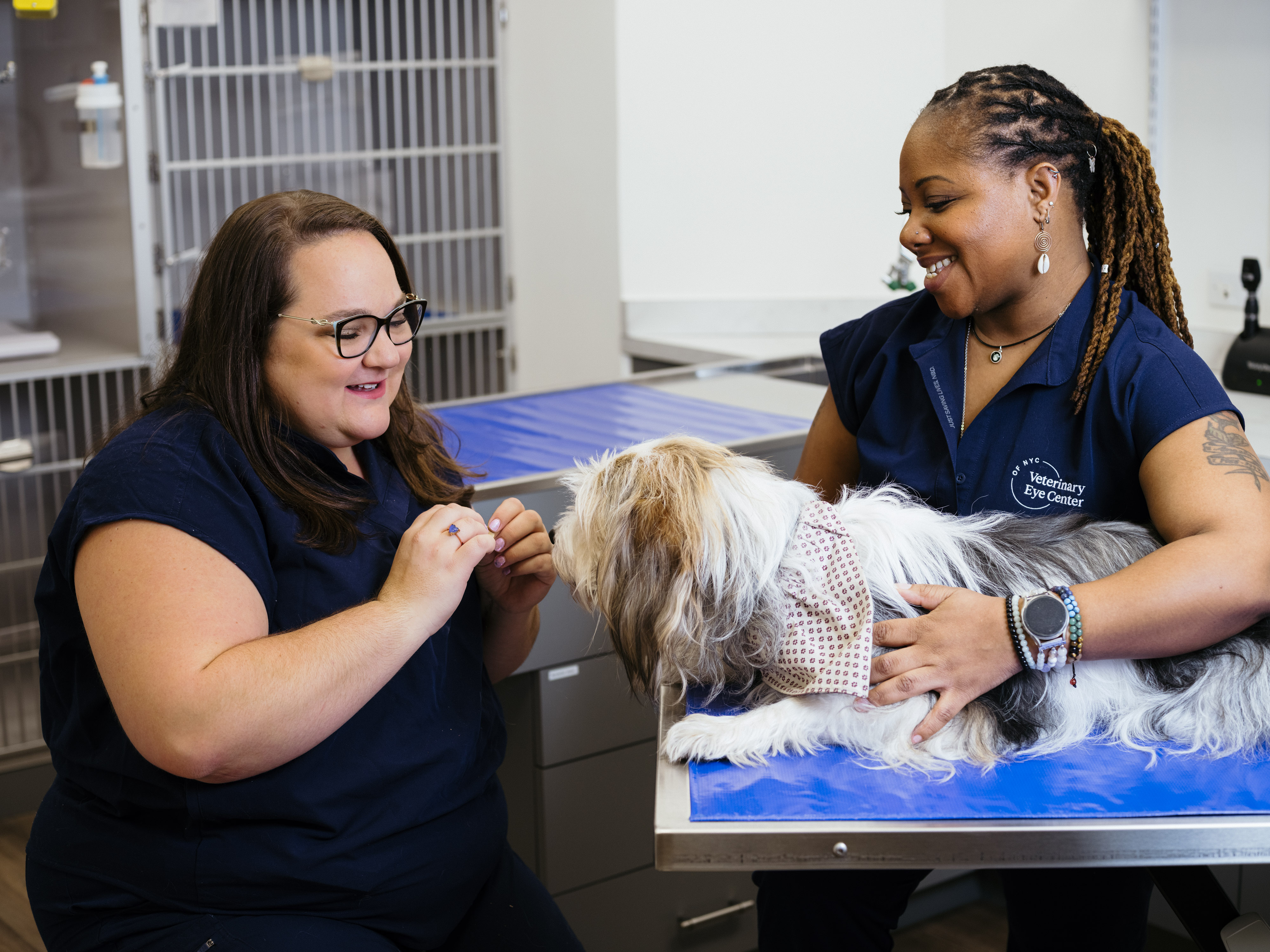 veterinary ophthalmologist examining dog