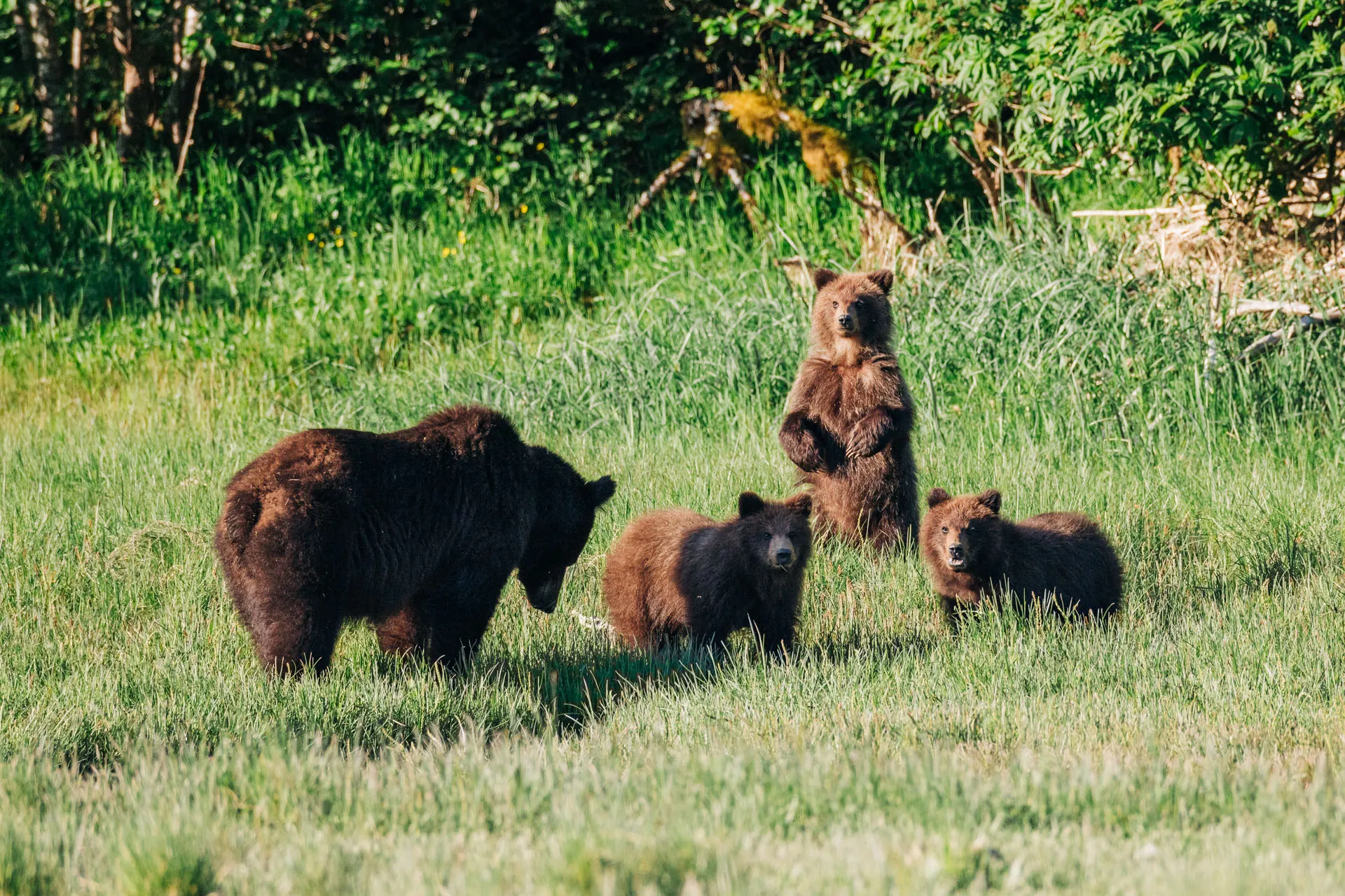 A mother bear with three cubs in a grassy clearing near trees, one cub standing on its hind legs in Sitka, Alaska.