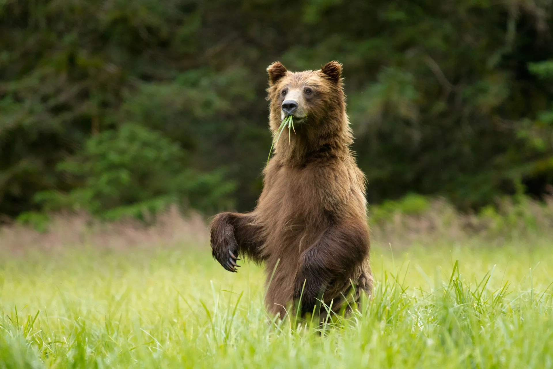 Sitka Brown bear standing on hind legs in a grassy field with green foliage in the background.