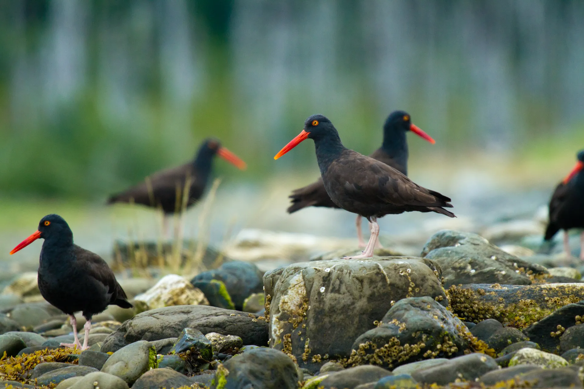 Oystercatchers with bright orange beaks standing on mossy rocks near water.