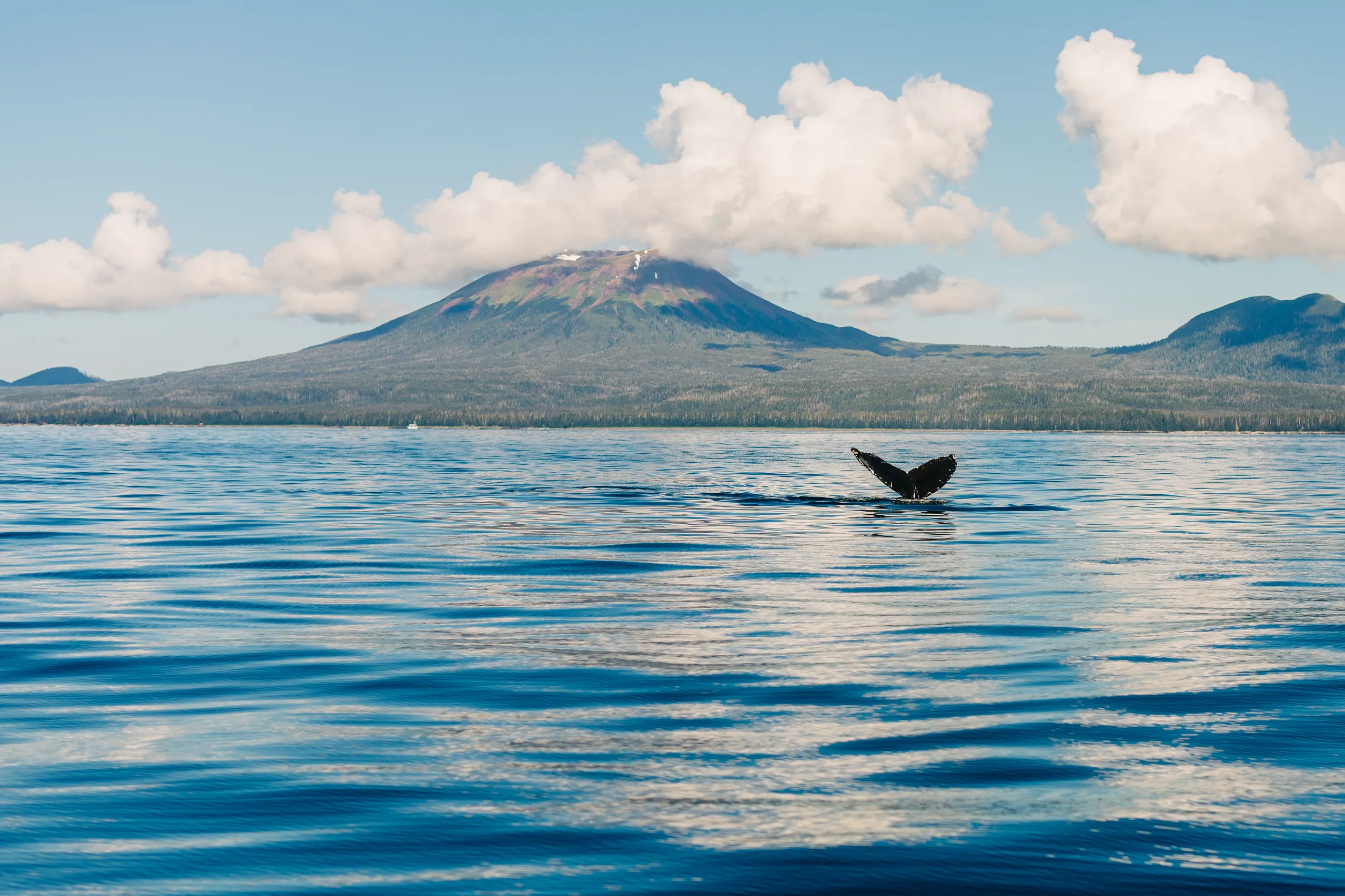 Whale tail emerging from blue ocean water with a forested mountain and clouds in the background.