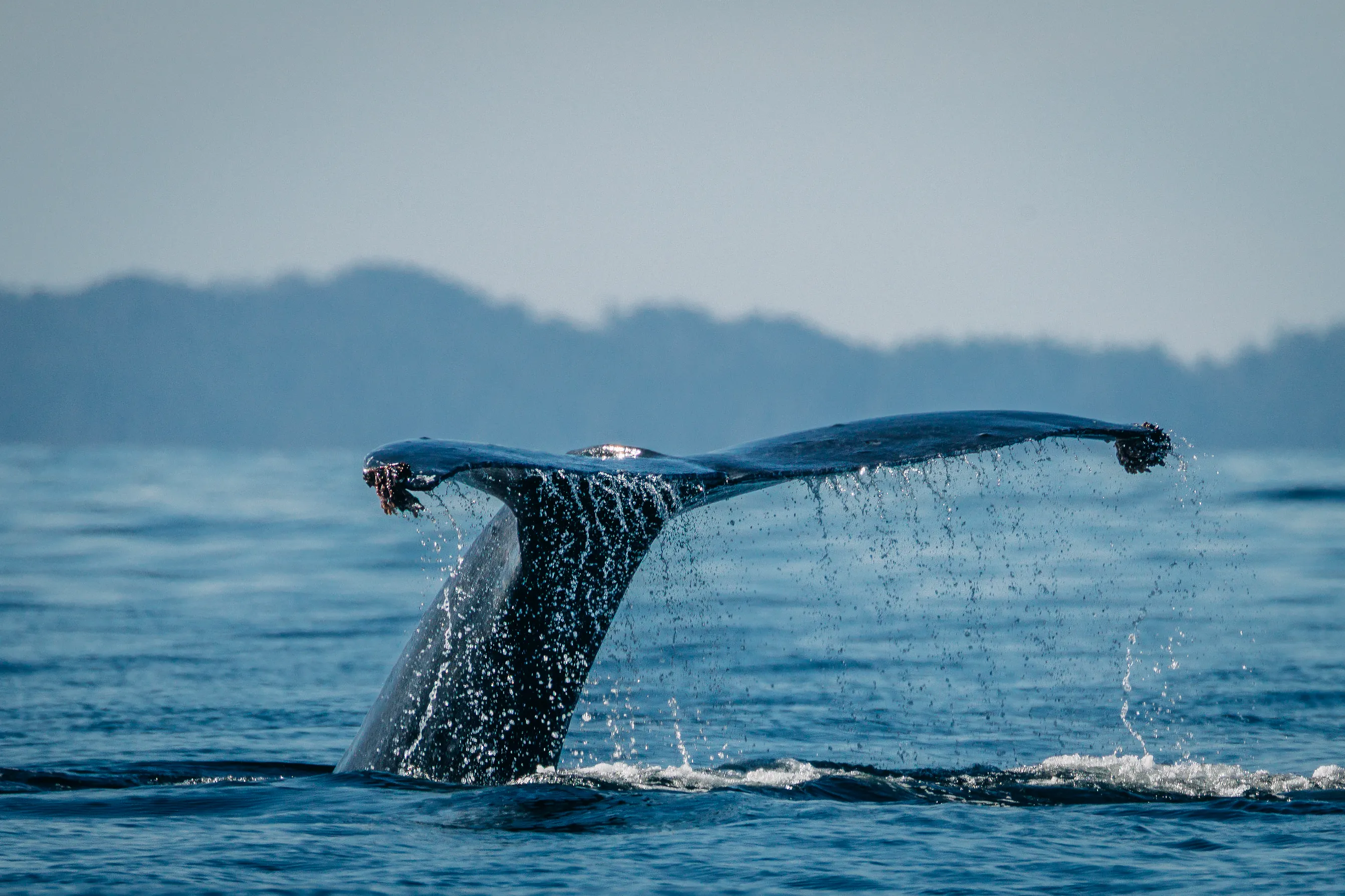 A humpback whale tail splashing water as it lifts above the ocean surface with distant hills in the background in Sitka Sound.