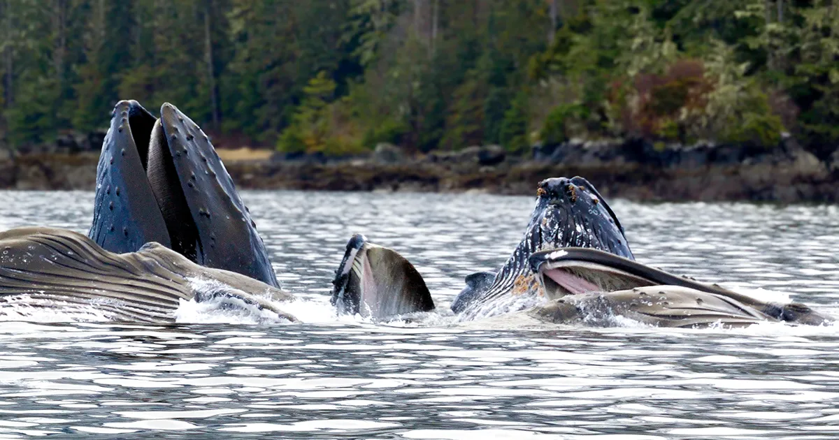 Aerial view of expedition craft near wild coastline
