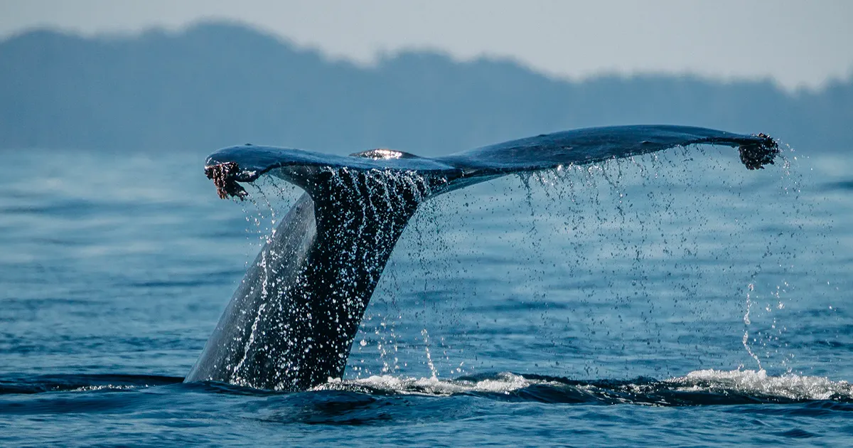 Guests exploring from the expedition craft in a sheltered cove