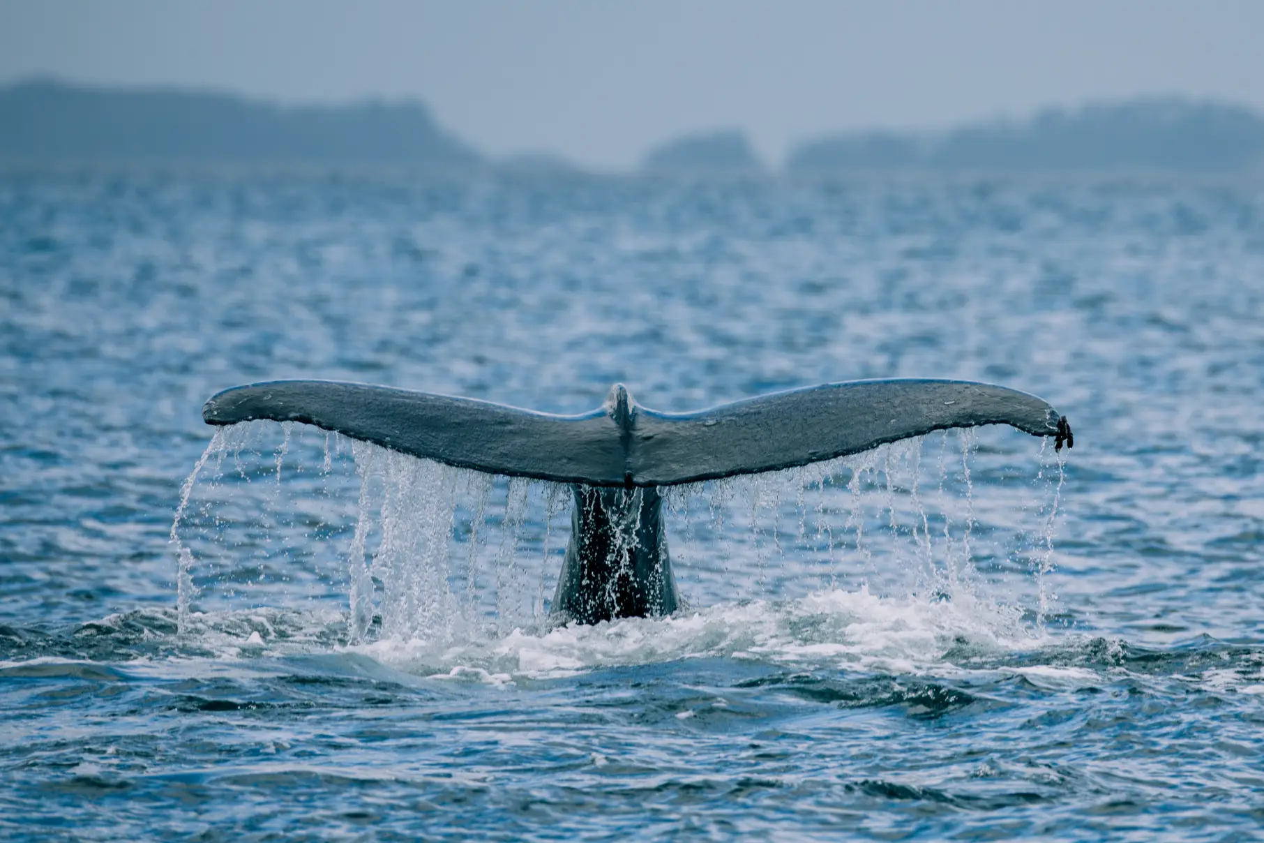 Guests watching humpback whales from the Wonder Seeker, Sitka Sound