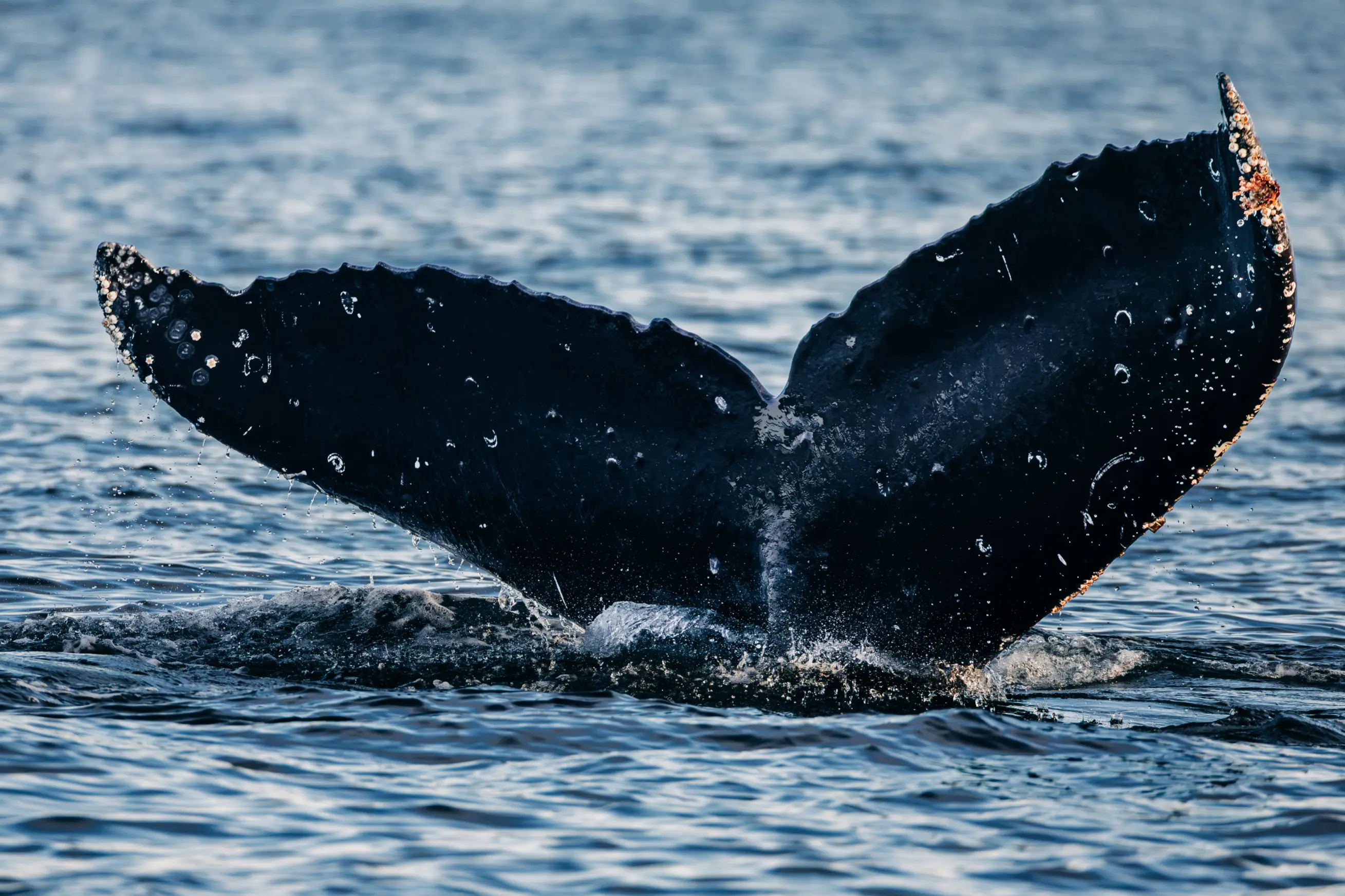 Humpback whale surfacing close to expedition craft