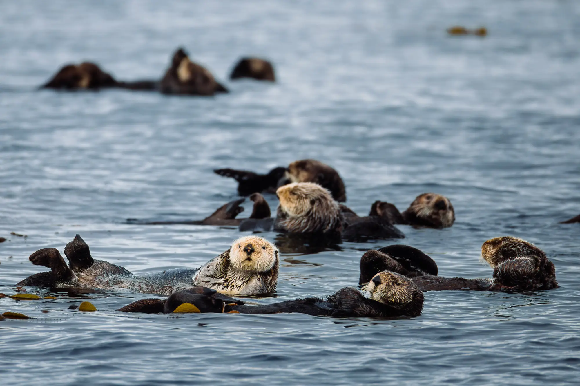 Sea otters floating in Sitka Sound