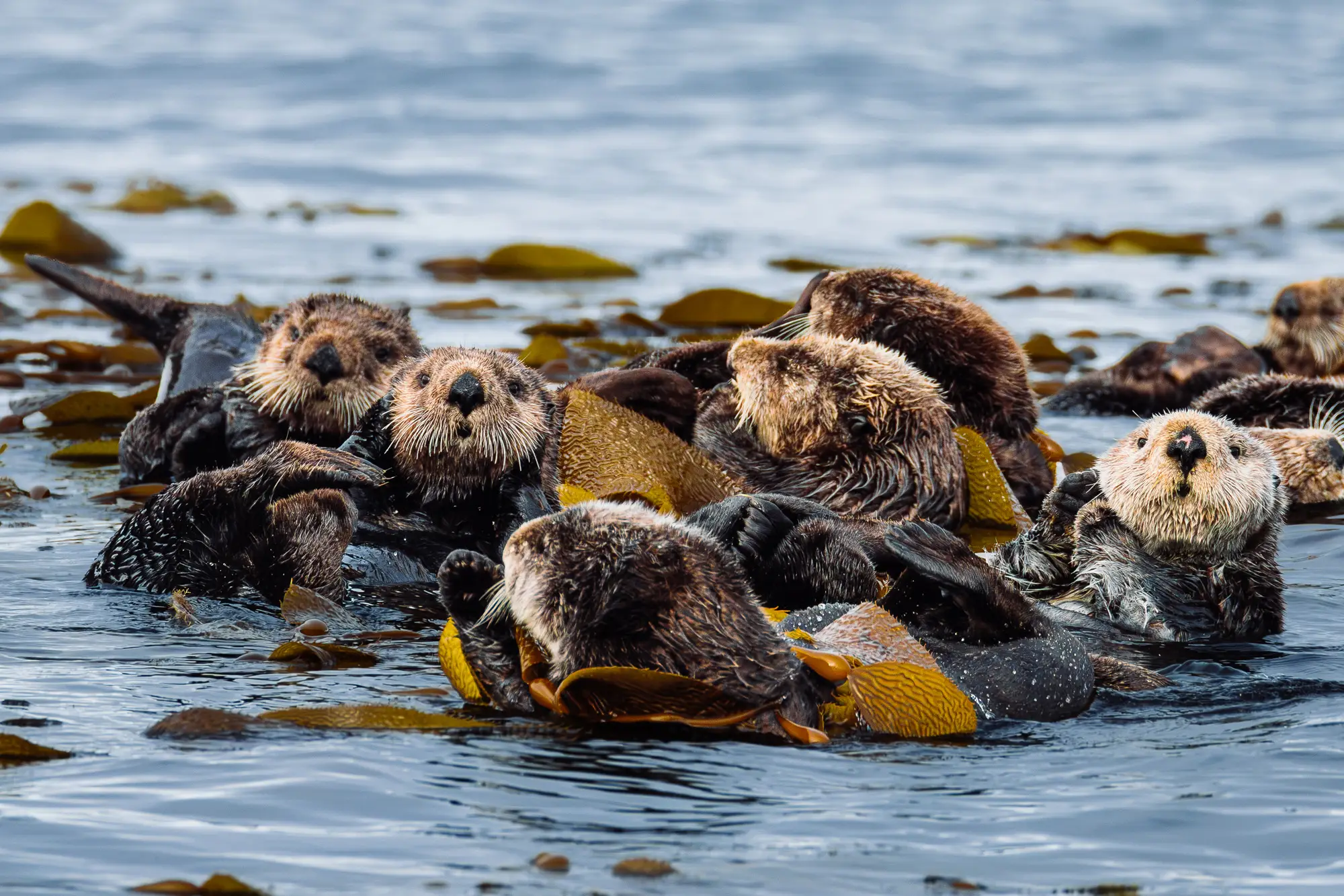 Brown bear on the shoreline near Sitka