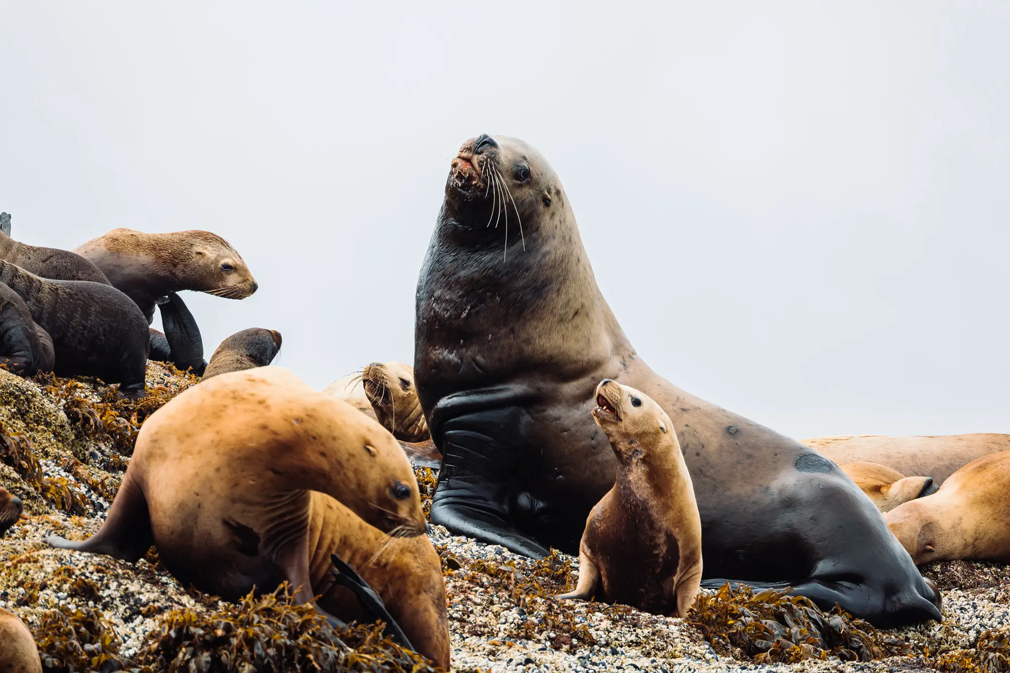 Male steller sea lion at a haulout in Sitka, Alaska.