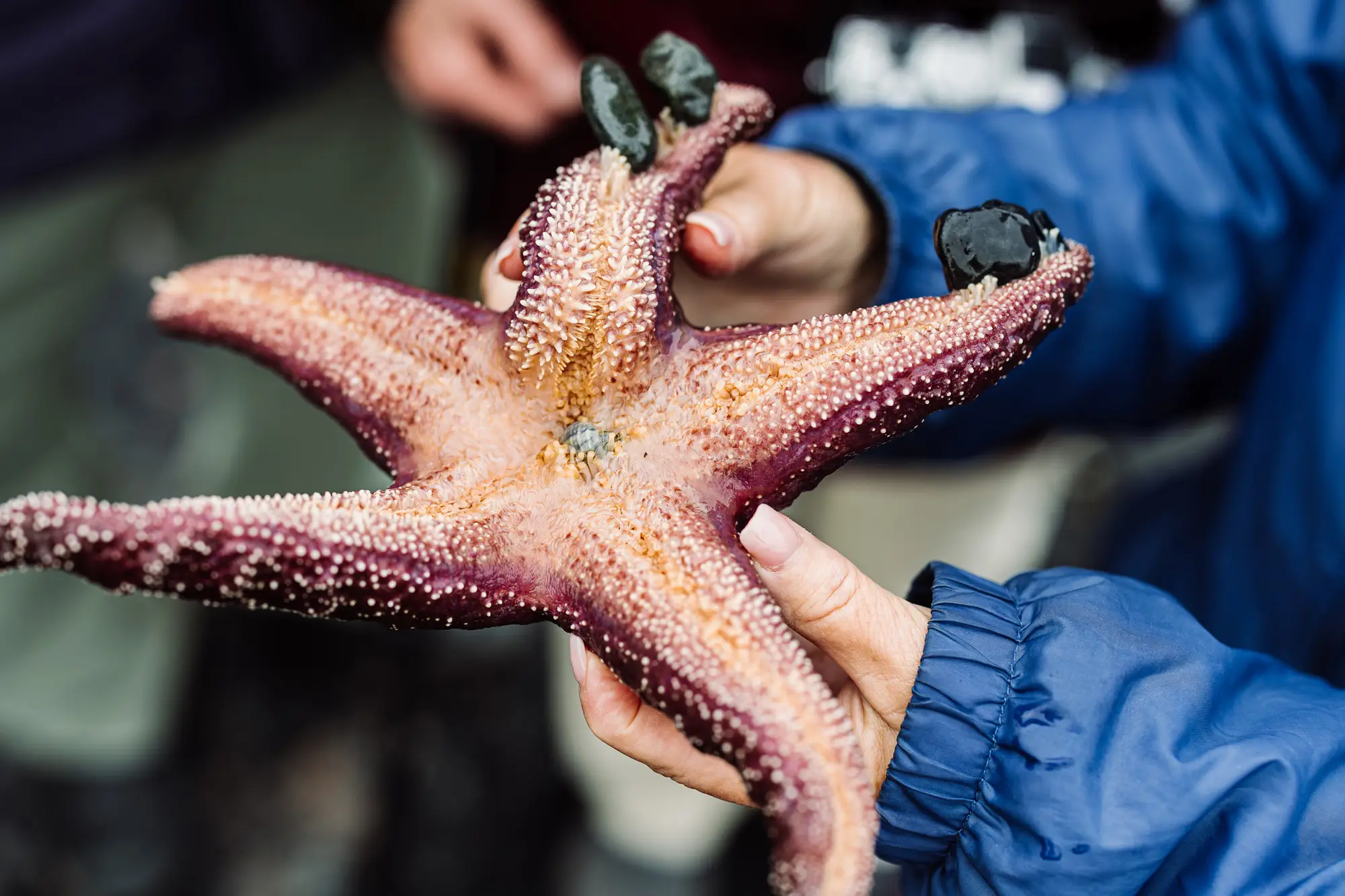 Guests exploring tidepools on an outer island near Sitka