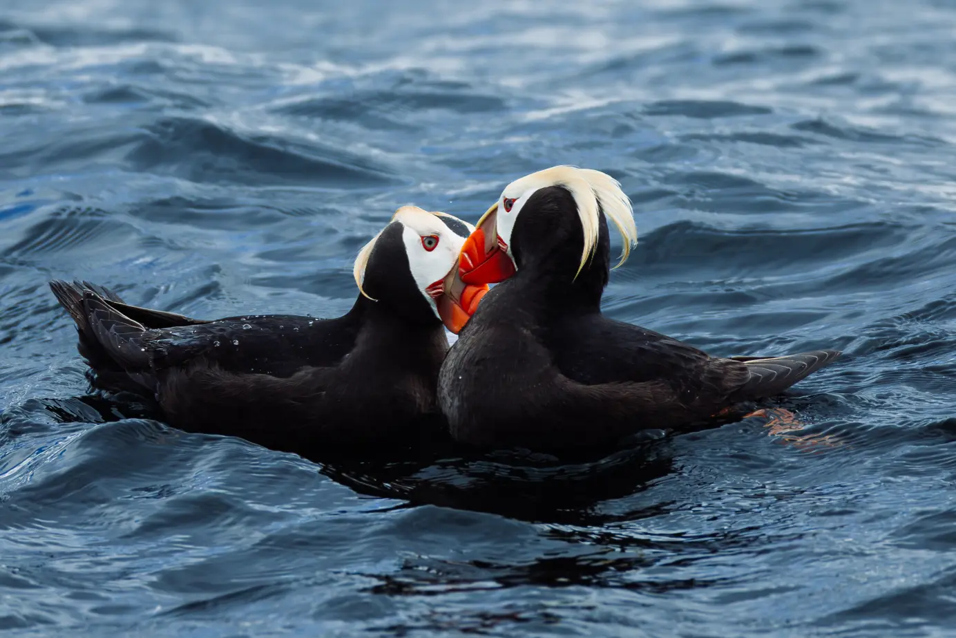 Two tufted puffins touching beaks on the water off St. Lazaria Island