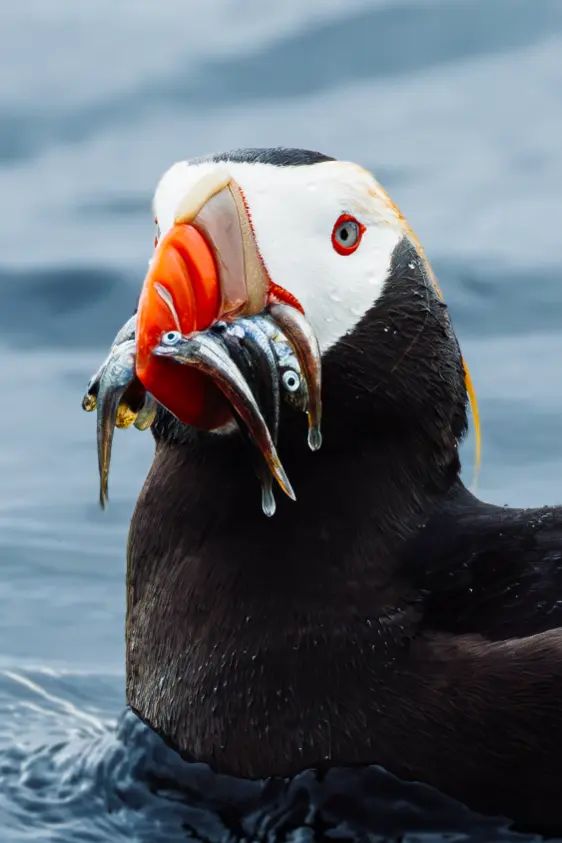 Tufted puffin on the water with a beak full of small fish