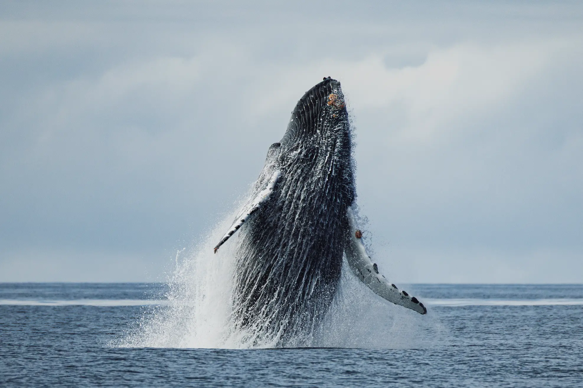 Humpback whale breaching in Sitka Sound during a sitka whale watching excursion with Sitka Wonders