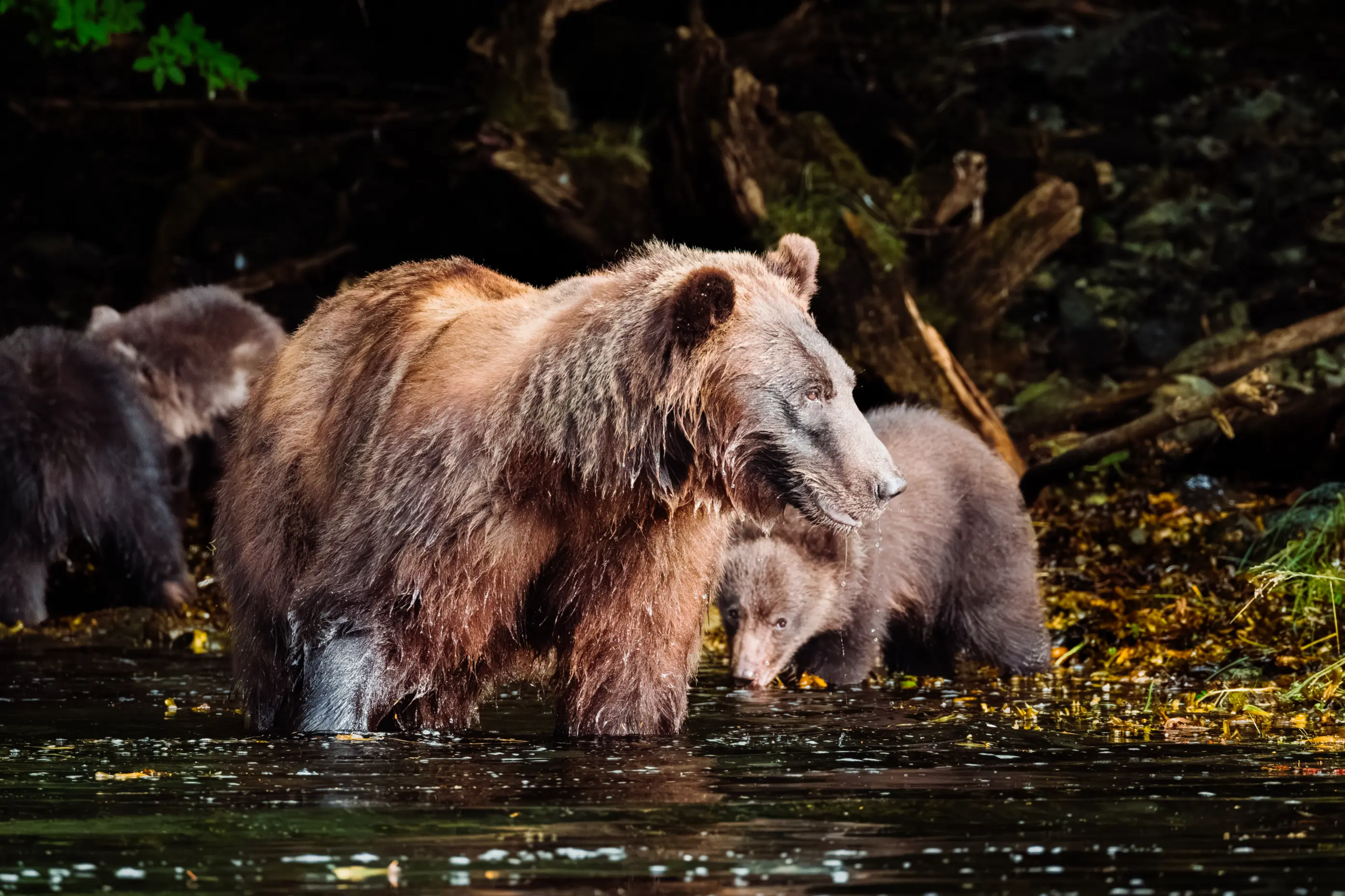 A brown bear sow with two cubs wading a salmon stream in the Tongass