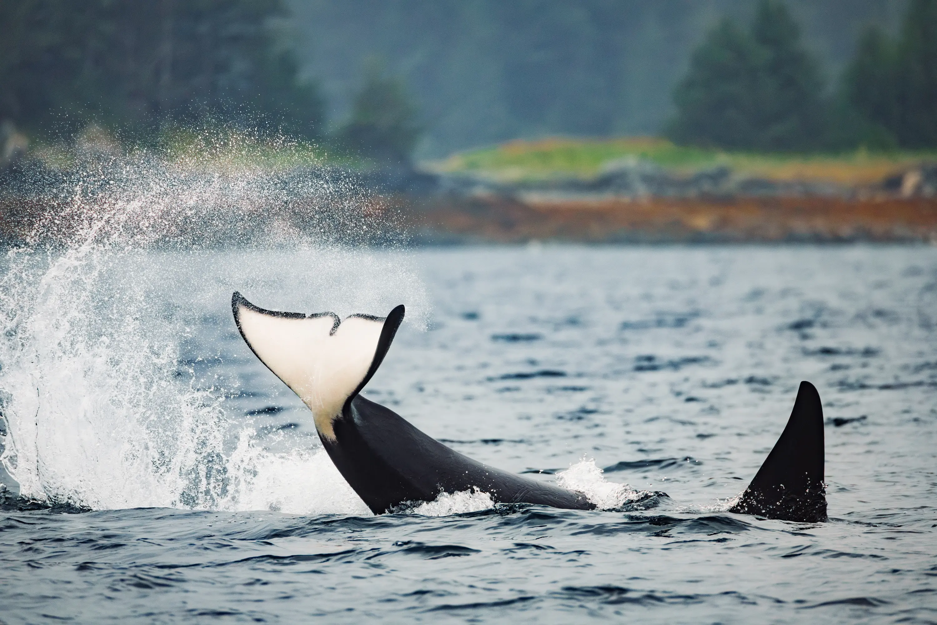 Wonder Seeker at anchor in a remote cove near Sitka