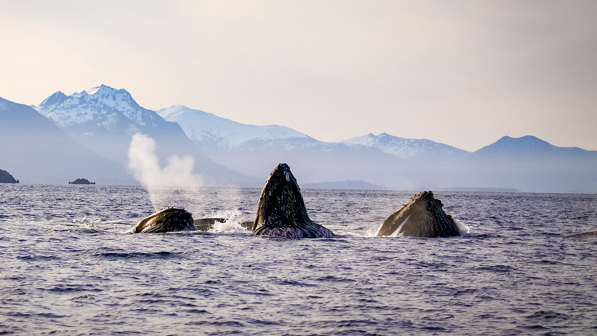 Spring Humpback Whale Sitka Alaska Photo Workshop Bubble Net Feeding
