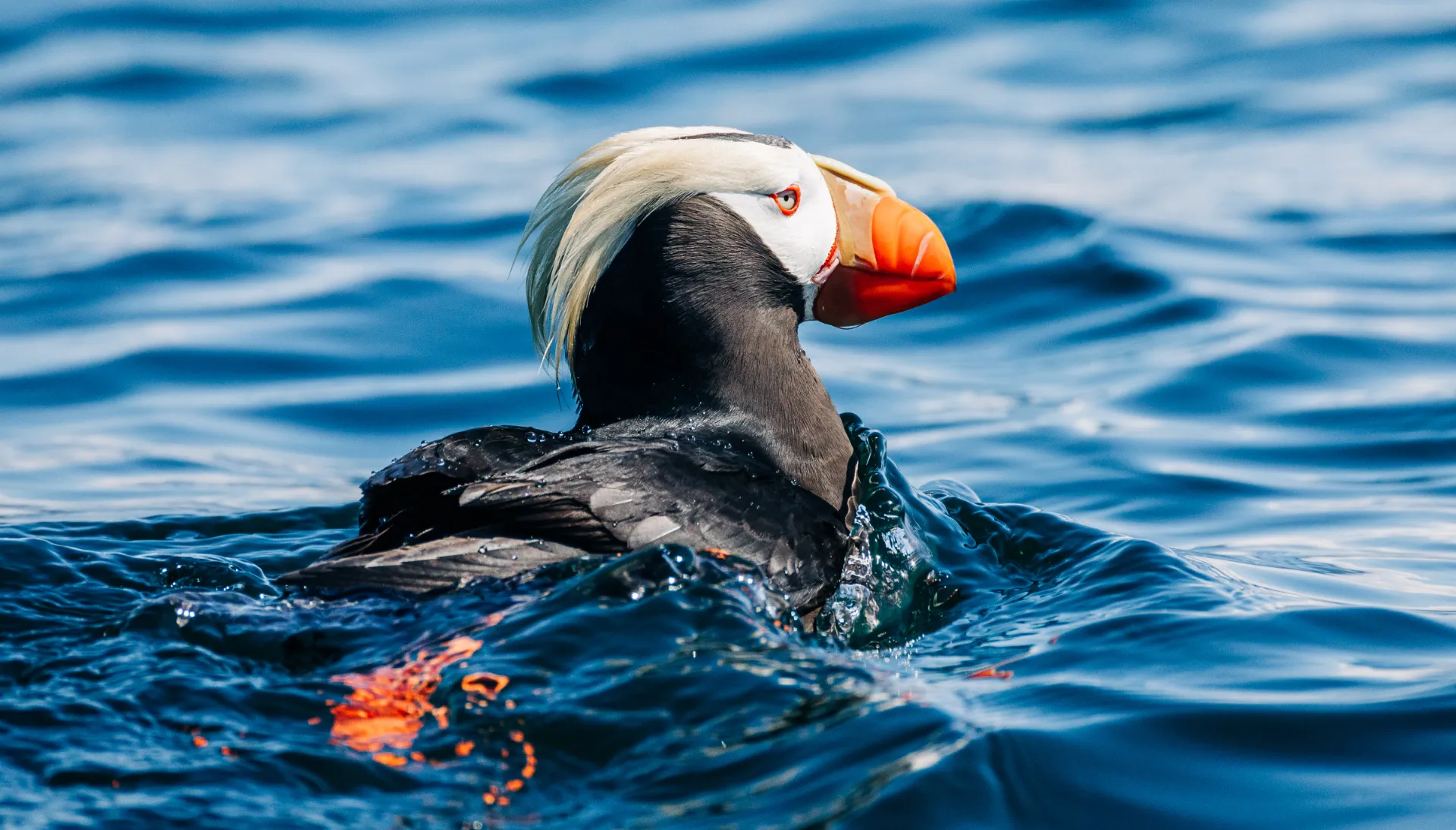 Humpback whale in Sitka Sound