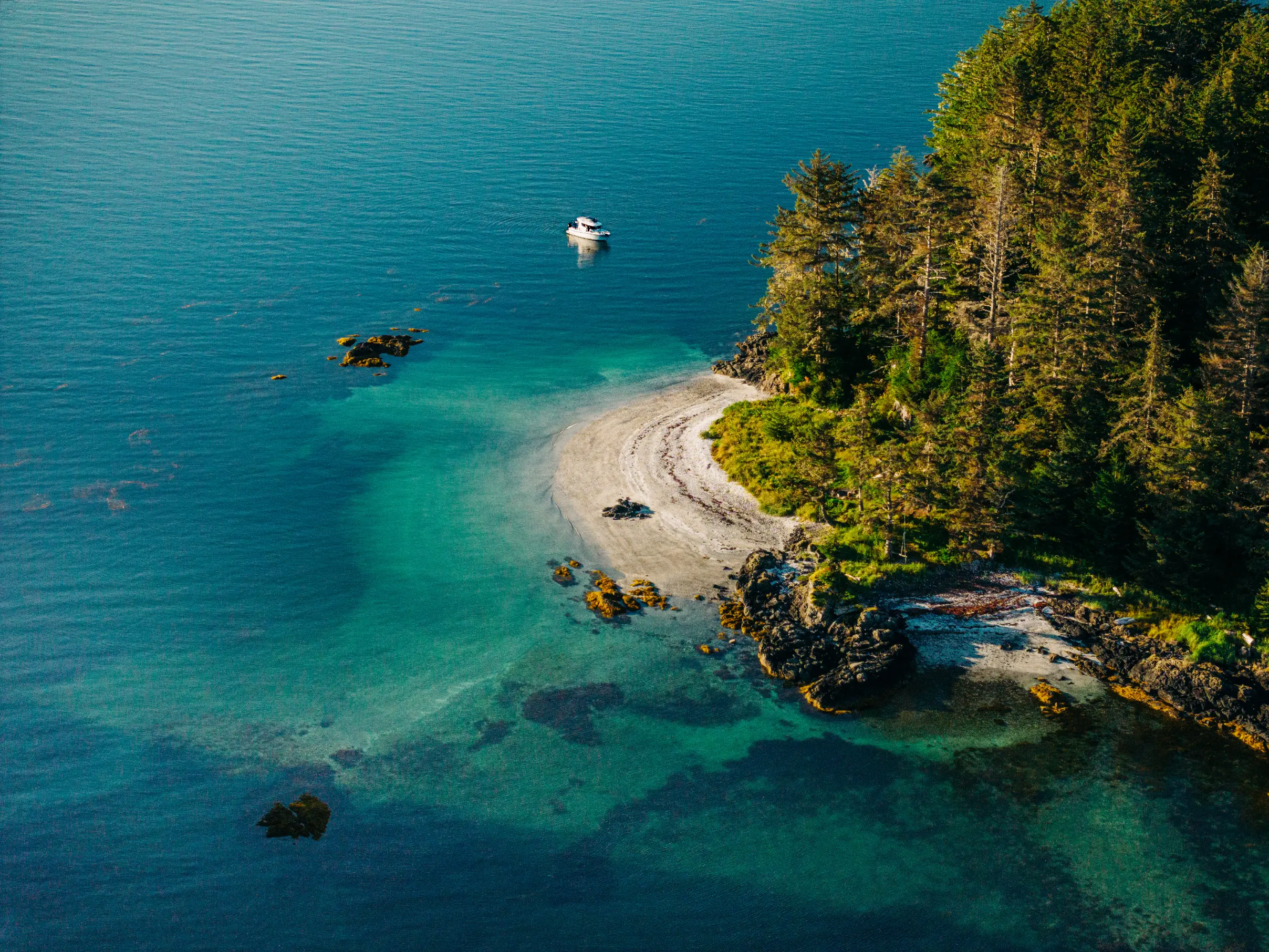 Sea otters floating in calm Sitka Sound waters
