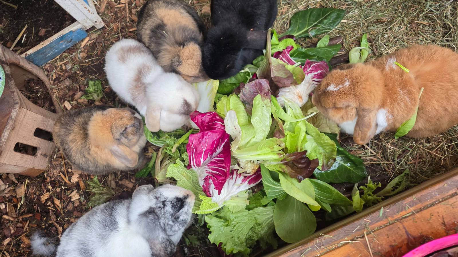 Unsere neuen tierischen Bewohnenden ziehen ein