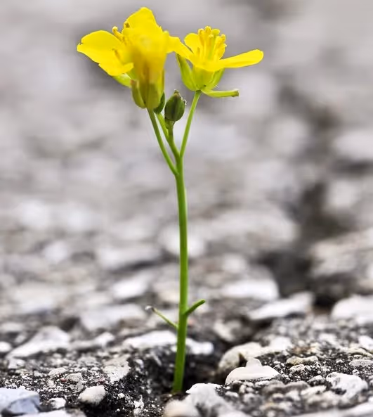 A yellow flower pushes through concrete a metaphor for resilience after trauma healing.
