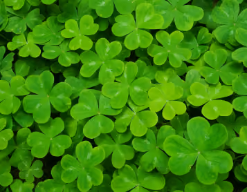 Close-up of a patch of green shamrock clovers