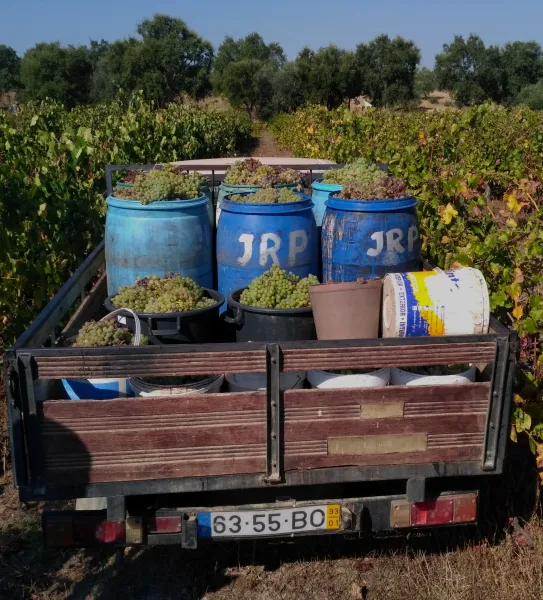 harvesting the grapes on truck 