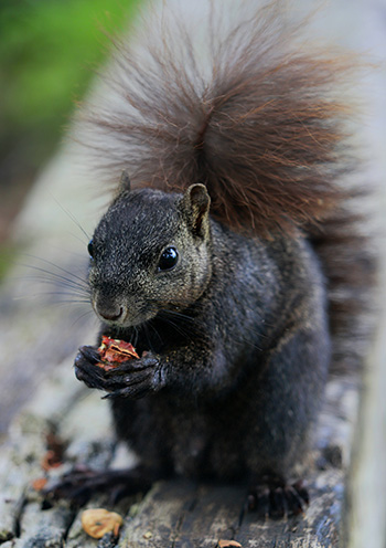 Black squirrel with bushy tail holding and eating a nut on a wooden log.