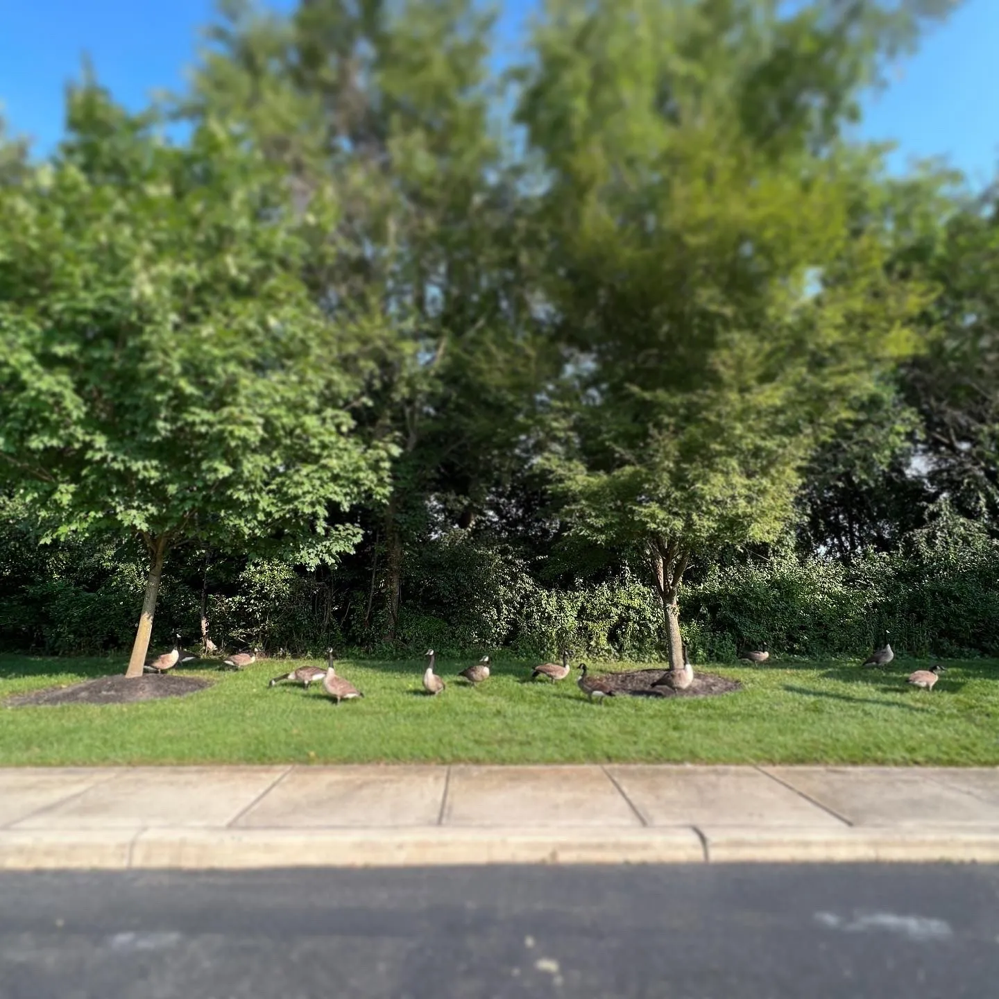 Mount Laurel