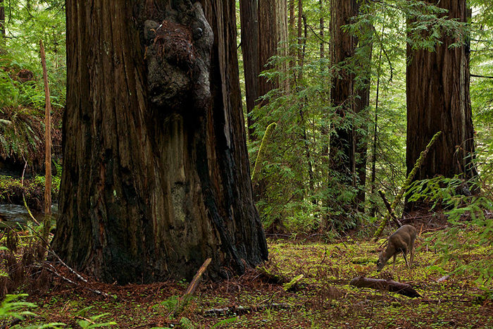 Montgomery Woods State Natural Reserve