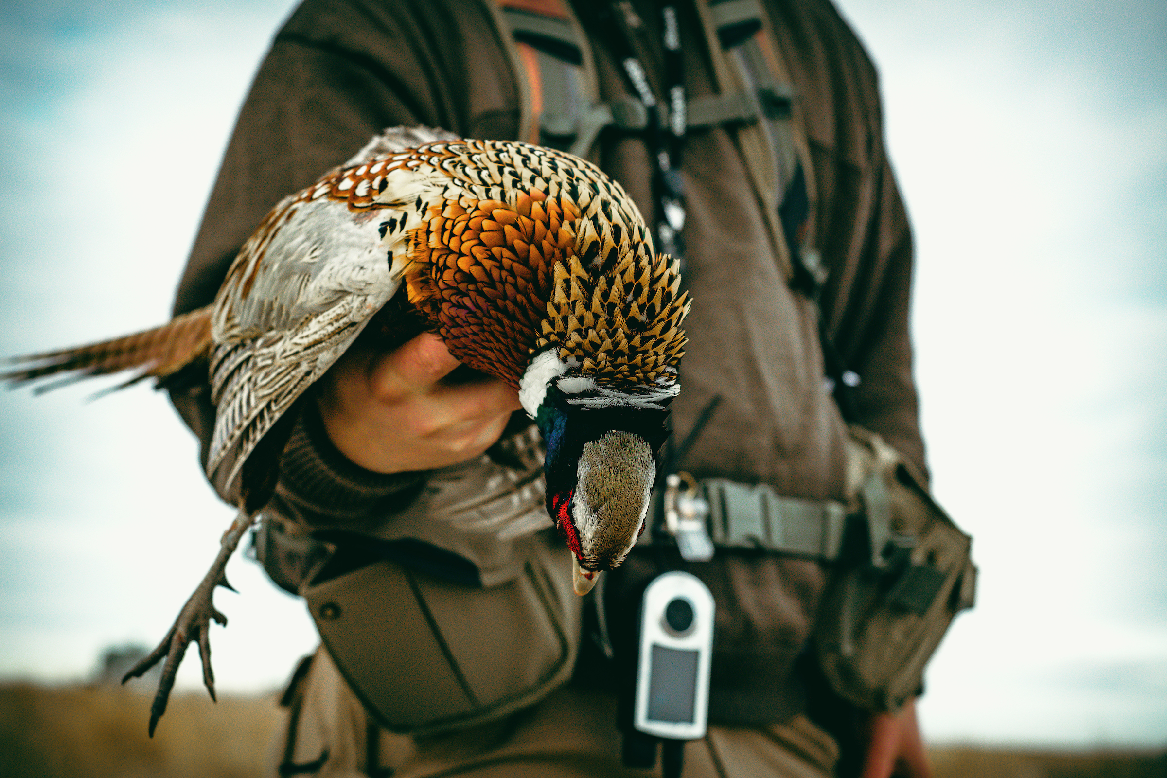 High Plains Ringnecks