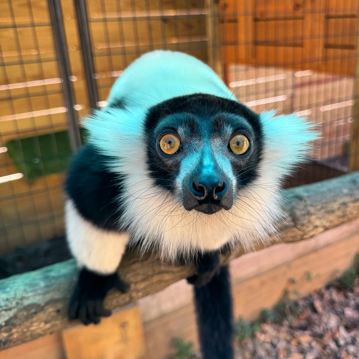 North Florida Wildlife Center