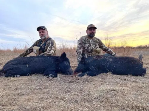 SandFork Texas Hog Hunting Ranch